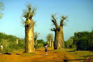 Baobob Tree 8 Seeds -Monkey Bread Tree-Adamsonia - FREE SHIPPING ON ADDITIONAL HIRTS SEEDS ORDERED & PAID WITH ONE PAYMENT