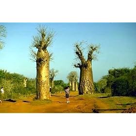 Baobob Tree 8 Seeds -Monkey Bread Tree-Adamsonia - FREE SHIPPING ON ADDITIONAL HIRTS SEEDS ORDERED & PAID WITH ONE PAYMENT