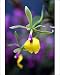Photographic Prints of Epicattleya Rene Marques, Flame Thrower Orchid from Prints Prints Prints