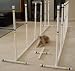 Pet Supplies : Indoor/Outdoor Dog Agility Weave Poles - Set of 12