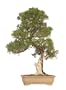 Brussel's Shimpaku Juniper Bonsai Tree