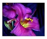 Poignant Abstract Photographic Poster Print by Lynda Lehmann, 20x16