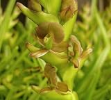 Epi corifolium(Bare root plant)