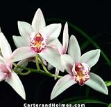 Cym. erythrostyllum X Cym. Olymilum 