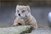 Canvas Print of Yellow Mongoose (762mm x 508mm / 30in x 20in)