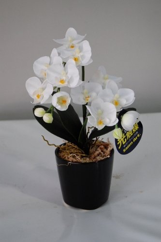 胡蝶蘭 白 SSサイズ 1本 光触媒造花の国内生産品 24時間効果持続のダブルコーティング 