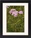 Framed Prints of Yarrow, pink form from Ardea Wildlife Pets