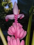 Rosa Zwergbanane - Musa velutina - Samen