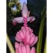 Rosa Zwergbanane - Musa velutina - Samen