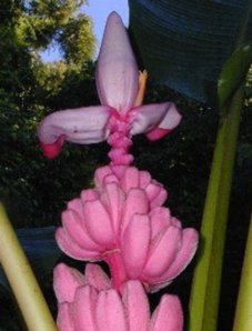 Rosa Zwergbanane – Musa velutina – Samen