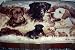 53 x 65 Lab Dogs Throw By Fine Art