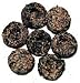 Tibet Rhodiola Tea Pods 1 oz loose tea sample