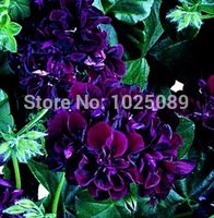 100 Pcs, Geranium Seeds, Potted Balcony, Diy Planting Flowers Sprouting 95% Mixed Colors