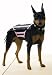 Paper Magic Group Doginatrix Pet Costume,Small