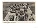 Group of Four Bulldogs Sitting Close Together, English Bulldog Giclee Art Poster Print, 24x18