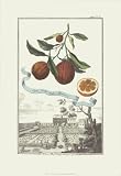 Altri Frutta by Johan Christoph Volkamer,11 in. x 16 in.