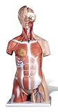 Deluxe Dual Sex Muscle Torso 31 Parts Model#AW-B40,