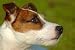 Parson Jack Russell Terrier Portrait - 24