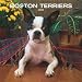 boston terrier - Boston Terriers 2008 Wall Calendar
