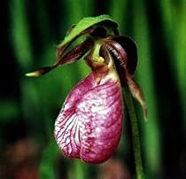 Hardy Pink Lady's Slipper Orchid Potted - Cypripedium acaule