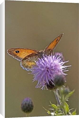 Canvas Prints of Butterfly from Country Life Canvas Prints of Butterfly from Country Life
