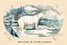 Art Poster, Ours Blanc de la Mer Glaciale (Polar Bear) - 27.5 x 18.75