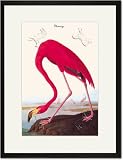 Black Framed/Matted Print 17x23, Flamingo