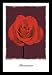 Passionata (Single Red Rose) Framed Art Poster Print - 16