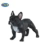 French Black Bulldog �i�t�����`�@�u���b�N�@�u���h�b�N�j
