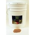 Organic Triticale Seeds - 35 Lbs - Seed In Resealable Bucket - Triticale Is A Grain Hybrid of Wheat & Rye - Perfect for Sprouting Sprouts, Cooking, Grinding For Flour, Soup, Toasting, Food Storage & More.