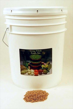Organic Triticale Seeds - 35 Lbs - Seed In Resealable Bucket - Triticale Is A Grain Hybrid... by Handy Pantry