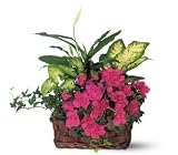 Teleflora