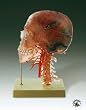 Neuro-anatomy Head Professional...
