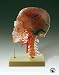 Neuroanatomy Head Model