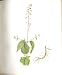 Perrin Ltd Ed 1914 Flowering Enchanters Nightshade