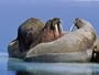 A Large Atlantic Walrus Calf Still Finds Comfort and Safety on its Mothers Back Photographic Poster Print, 24x18