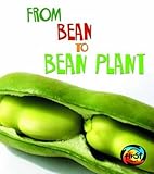 From bean to bean plant