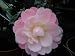Birthday Gifts for Mom - Camellia Magic Mum