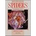 South African Spiders: An Identification Guide