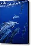 A Group Of Spotted Dolphins Stenella Canvas Print / Canvas Art - Artist Brian J. Skerry