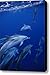 A Group Of Spotted Dolphins Stenella Canvas Print / Canvas Art - Artist Brian J. Skerry