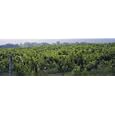 Vineyard in a Field, Keuka Lake, Finger Lakes, New York State, USA Places Photographic Poster Print by Panoramic Images, 60x20