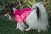 UV Protective Rashguard for Dogs