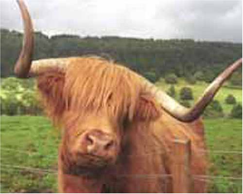Highland Hamish - Highland cattle art print - 8inch x 10inch