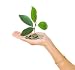 Palm with a Tree Growing from Pile of Coins - 24W x 22H - Peel and Stick Wall Decal by Wallmonkeys