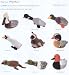 Outdoor Living : Happy Pet - Large Plush Migrator Pheasant