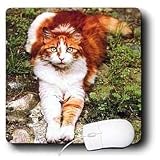 Cats - Orange Cat - Mouse Pads