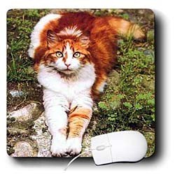 Cats - Orange Cat - Mouse Pads
