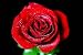 Rose Rot Mit Tau - 24