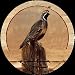 Thirstystone TSRX1 Natural Sandstone Coaster Set Quail Morning